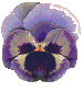 flor